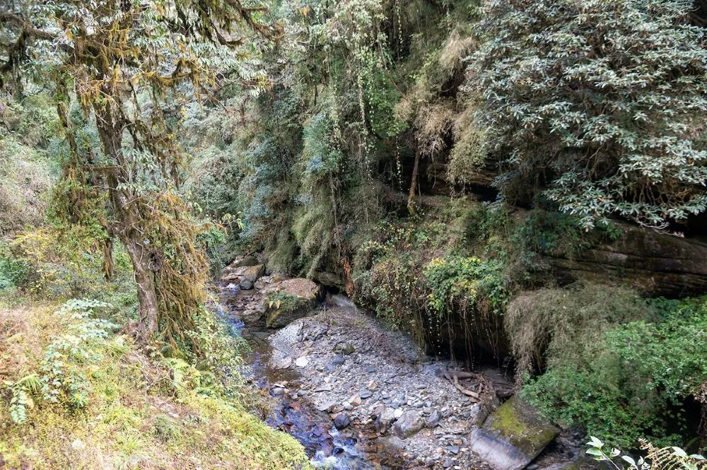 Forest trail leading to Ghorepani with a clear mountain stream flowing beside the path, surrounded by lush rhododendron forest, moss-covered rocks, and peaceful Himalayan scenery.