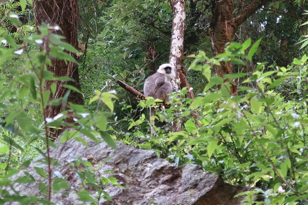                     Flora and Fauna on Langtang Valley Trek: A Trekker's Guide